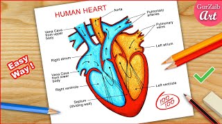 How to Draw Human Heart Diagram Drawing / easy way - Step by step