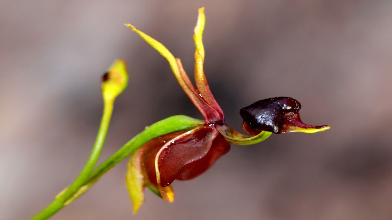 Resultado de imagen de orquidea flor de perico