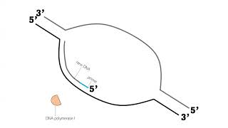 DNA Replication: Leading Strands & Lagging Strands