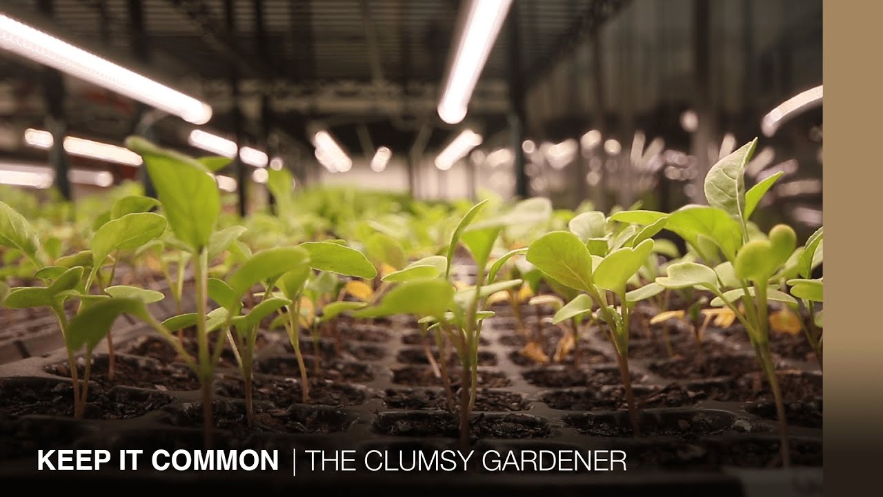 Microgreens and edible flowers in Hong Kong THE CLUMSY GARDENER YouTube