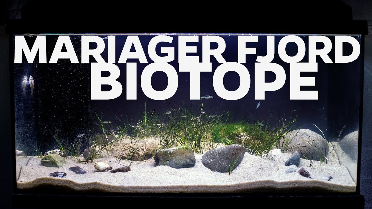 MARIAGER FJORD BIOTOPE - COLD WATER BRACKISH BIOTOPE!