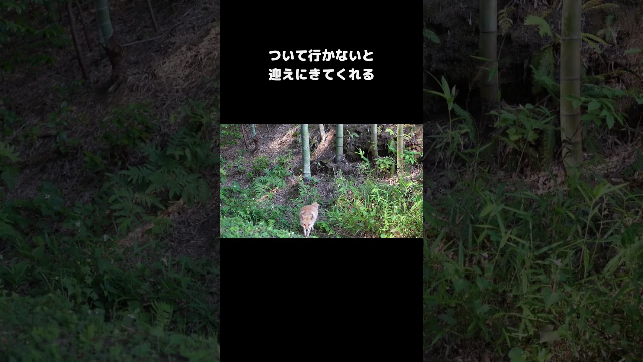 キツネに先導された　　#キツネ #狐 #散歩 #shorts