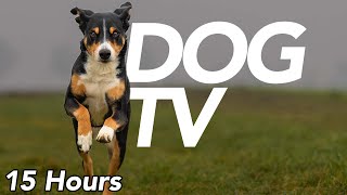 DOG TV  Calm My Dog with Virtual Dog Walking Video  Exciting Video for Dogs