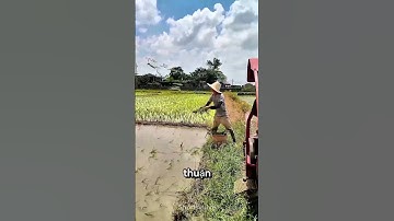 Cấy lúa độc lạ Bình Dương