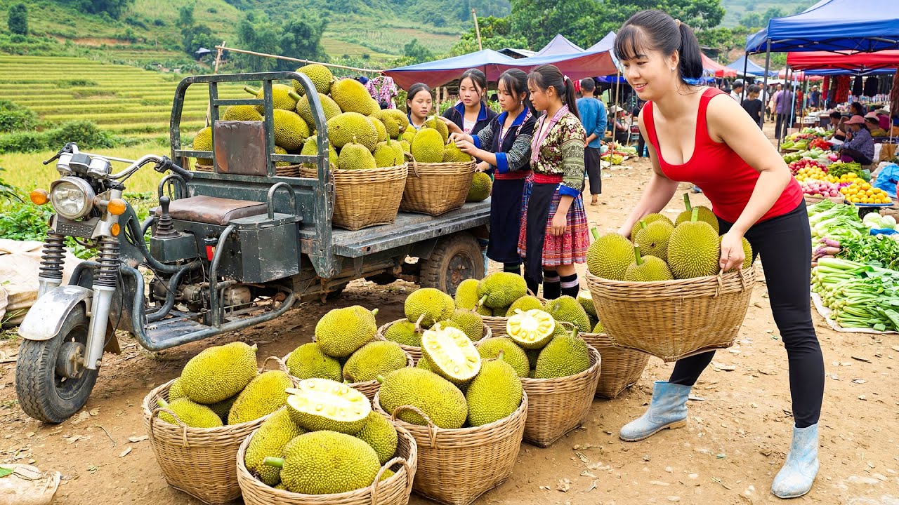 Harvesting 100 Jackfruit, Use Truck Transport Jackfruit Goes To Countryside Market Sell For Villager