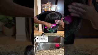 Picks For 4C Hair Amika