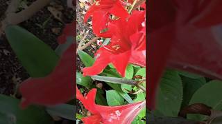 So Beautiful  Lilly Flowers Blooms💐#flowers #flowerlove #ytshorts #flowercare #viral