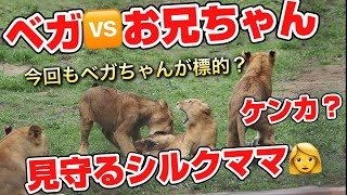 ベガちゃん🆚お兄ちゃんのケンカ？【アースパパ風邪引いたの？】 #のんほいパーク #ライオン #アース #旭山動物園 #桐生が岡動物園 #安佐動物園 #lion  #茶臼山動物園  #けんか #訓練