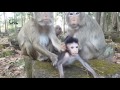 Life of monkeys - Ep44, Big family monkeys, Cute baby monkey, monkey fin...