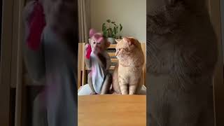 Monkey Pops Off… Cat Was NOT Having It 😂#funny #cat #monkey #pets #shorts
