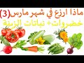ماذا ازرع في شهر 3 مارس ماذا يزرع في شهر مارس 3 ماذا ازرع في شهر 3 مارس ماذا يزرع في شهر مارس 3