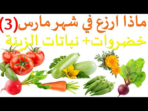 ماذا ازرع في شهر 3 مارس ماذا يزرع في شهر مارس 3 