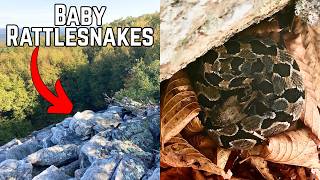 How to Find Snakes | Episode 8