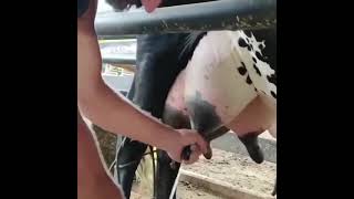 Dairy cow 🐄بقرة حلوب