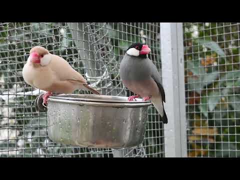 Les Padda de Java au bain :)