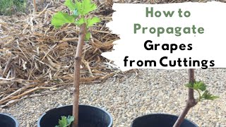 How To Propagate Gvines Gs