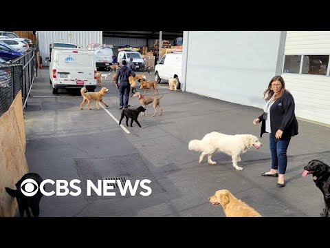 Video: Pet Scoop: Pes uložený z horiaceho bytu, Zneužívaný Beagle sa pripája k colným orgánom USA