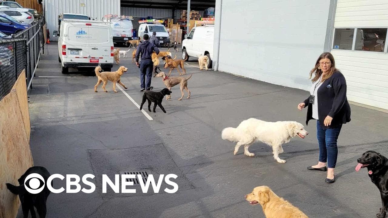 Coworkers help rescue dogs from burning building - YouTube