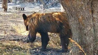 Local & State Officials Debate How To Help Wildlife Amid Wildfires