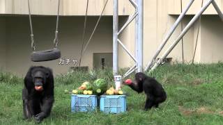 チンパンジーのガチャにどうぶつ敬老の日特別メニュー