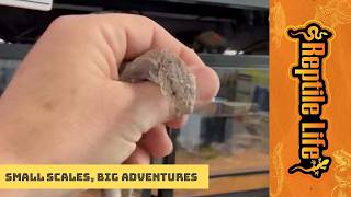 Pygmy Mulga (Gillens) Monitors | Reptile Life Geelong