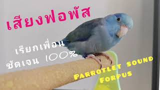 เสียงนกแก้วฟอพัส ชัดเจน 100% เสียงฟอพัสเรียกเพื่อน Parrotlet sound Forpus sound