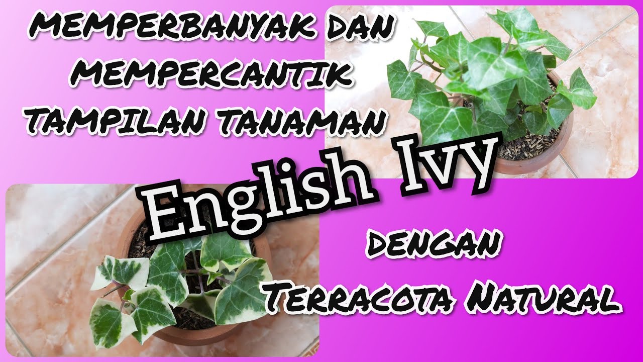 Memperbanyak Dan Mempercantik Tampilan Tanaman English Ivy Dengan Terracota Natural Youtube