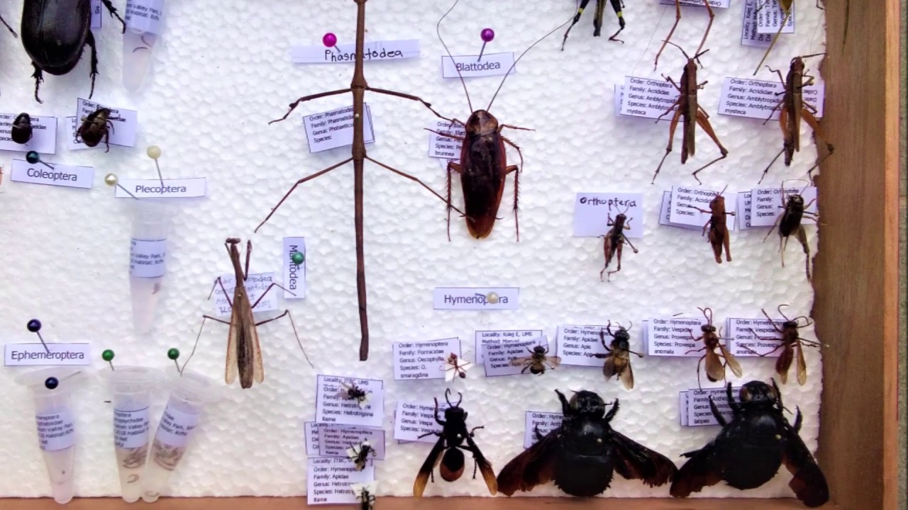 Entomology Insect Collection Report UMS HS03 - YouTube