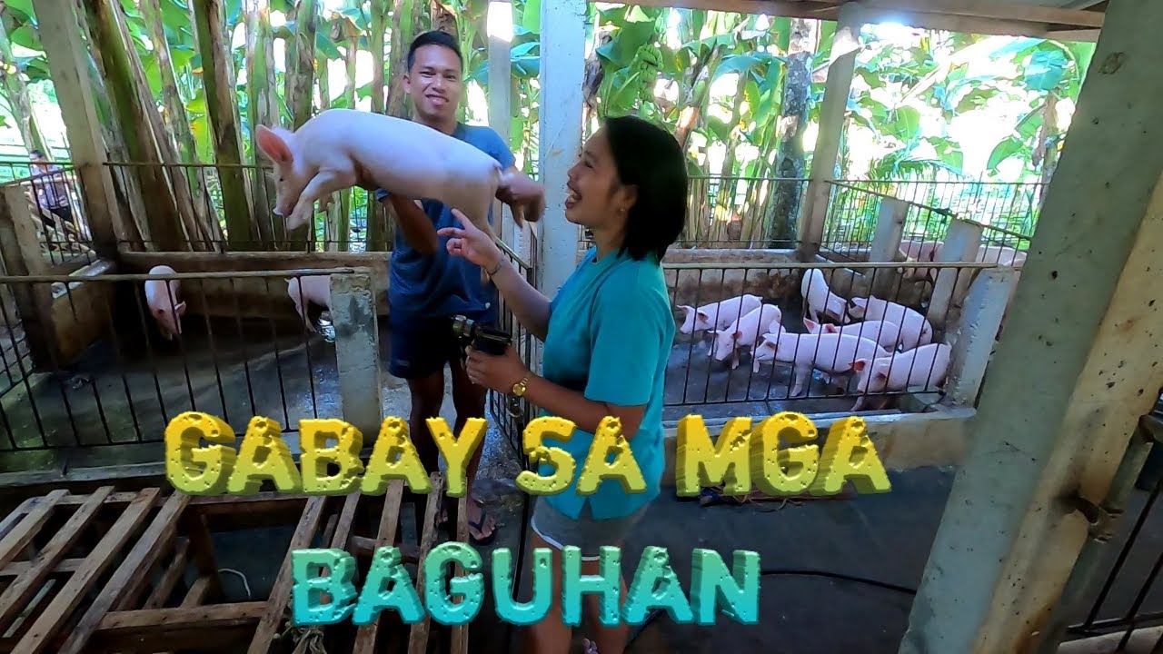 Proper Care of Pigs | Gabay sa Wastong Pag-aalaga ng mga Baboy | TERZAGHI TV