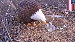 Kamerka Bielik Amerykański Wykluł Sie W Parku W Pensylwanii