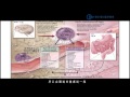 孩子腦部發展黃金期 別讓過敏來搗蛋(四)