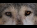 Wilderness and Wolves - A History of Gray Wolves in the US