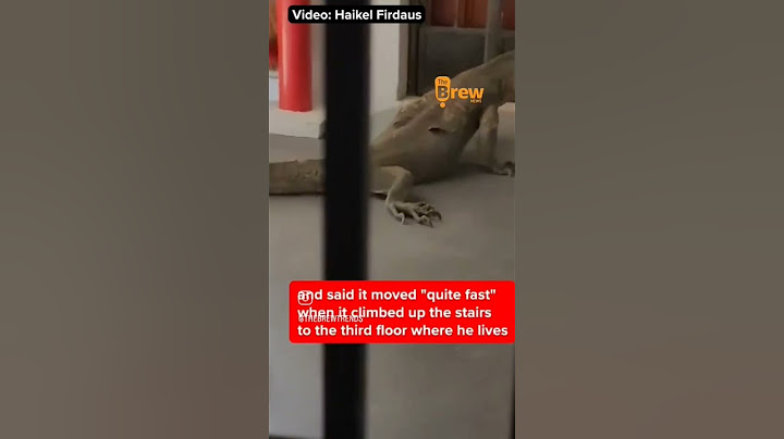 #Monitor #lizard visits flat in Singapore