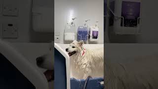 Dog Refuses Bath