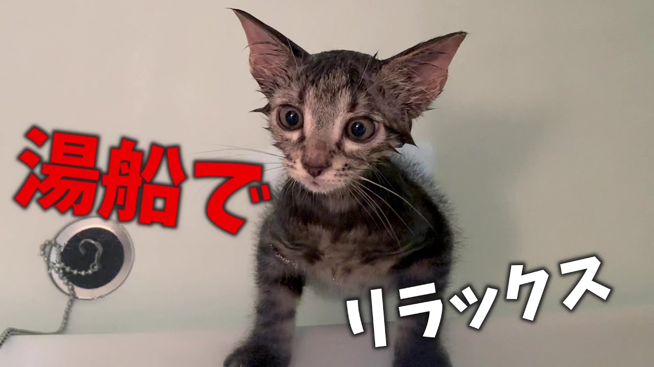 お風呂が好きな子猫は湯船で泳いだりリラックスしてぽけーっとしていました！！