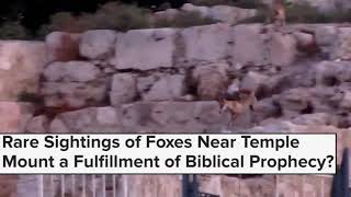 Foxes On Temple Mount, Snake On Western Wall, Stone Falling Off Western Wall