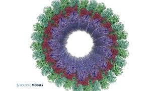 Microtubule Flythrough Molecular Visualization