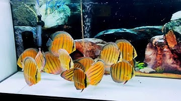 Dòng cá dĩa hoang dã đẹp nhất ngoài tự nhiên Amazon