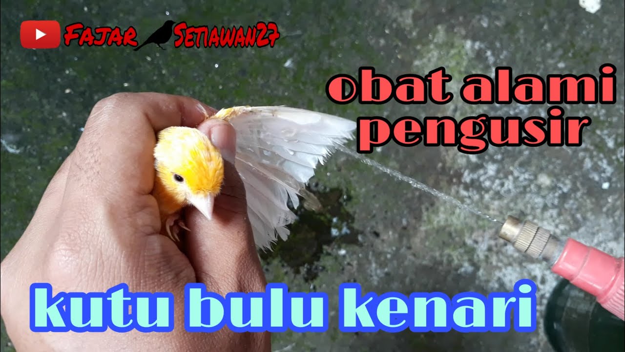 Menghilangkan KUTU bulu burung kenari #BurungKenari