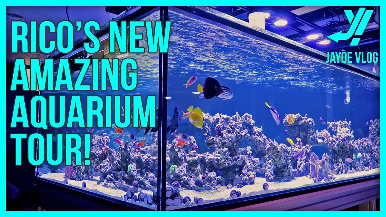 Rico’s Reeftank and Reefroom Tour! |  The Beginning of an Amazing Reef System!