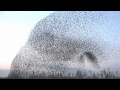 Amazing starlings murmuration full wwwkeepturningleftcouk