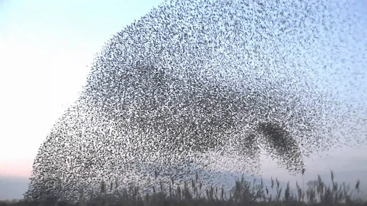 amazing starlings murmuration (full HD) -www.keept...