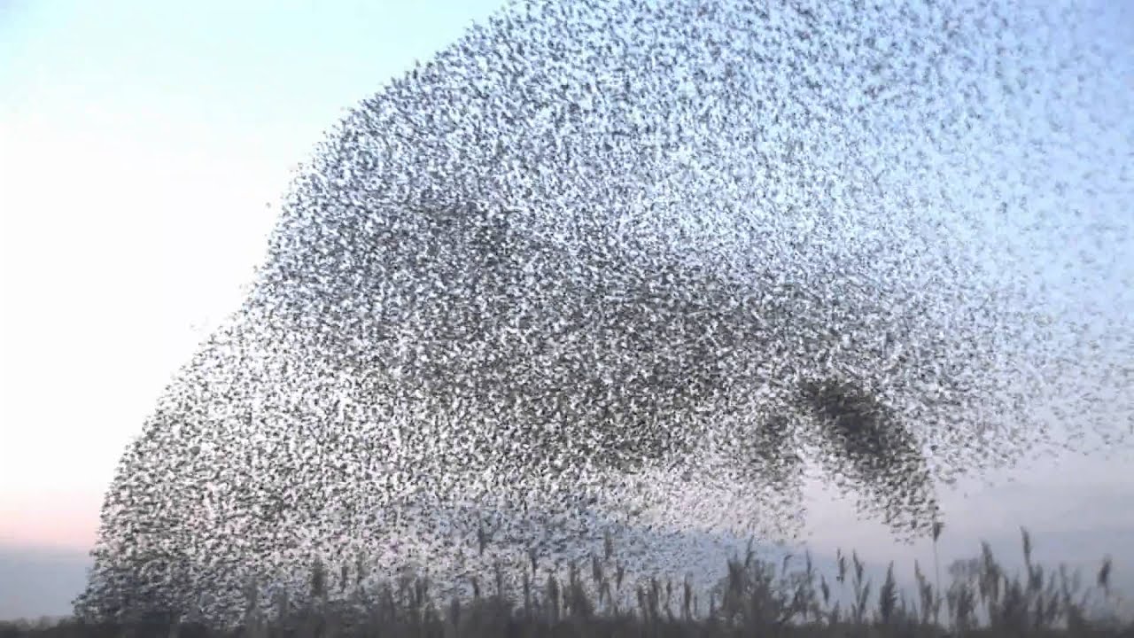 Why Do Bird Flocks Move in Unison?