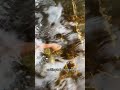 “Hidden in plain sight… gold resting on a river stone ✨#goldnuggets #rivergold #treasurehunt