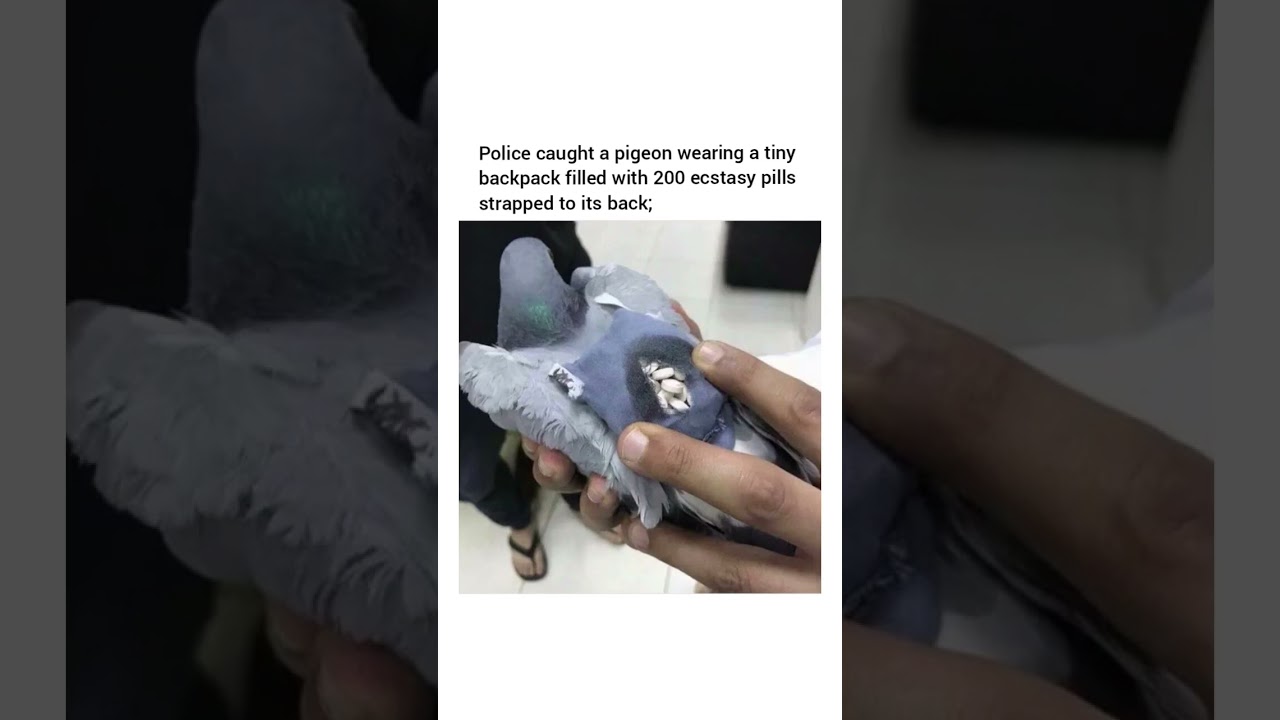 Police catch a pigeon with 200 ecstasy pills hidden in a little backpack.