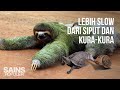 Inilah Kungkang (Sloth), Hewan Paling Lambat dan Santuy di Dunia, Asli Mager dan Tukang Tidur