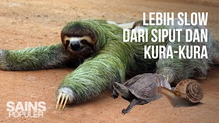 Inilah Kungkang (Sloth), Hewan Paling Lambat dan Santuy di Dunia, Asli Mager dan Tukang Tidur
