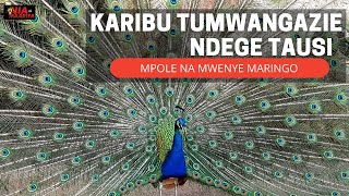 Staajabika na ndege aina ya TAUSI, Ndege mwenye kuvutia pasipo Mfano