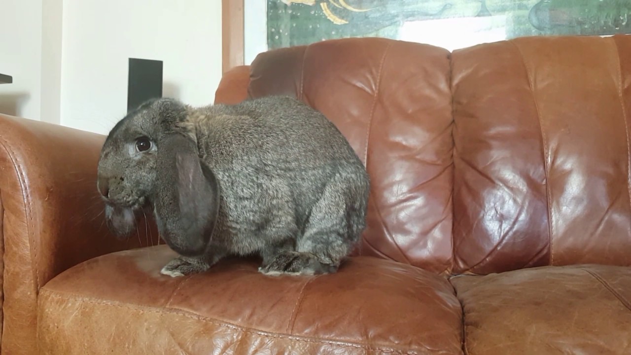 grey french lop