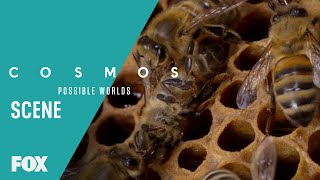 Do Honeybees Have Free Will? | Season 1 Ep. 2 | COSMOS: POSSIBLE WORLDS
